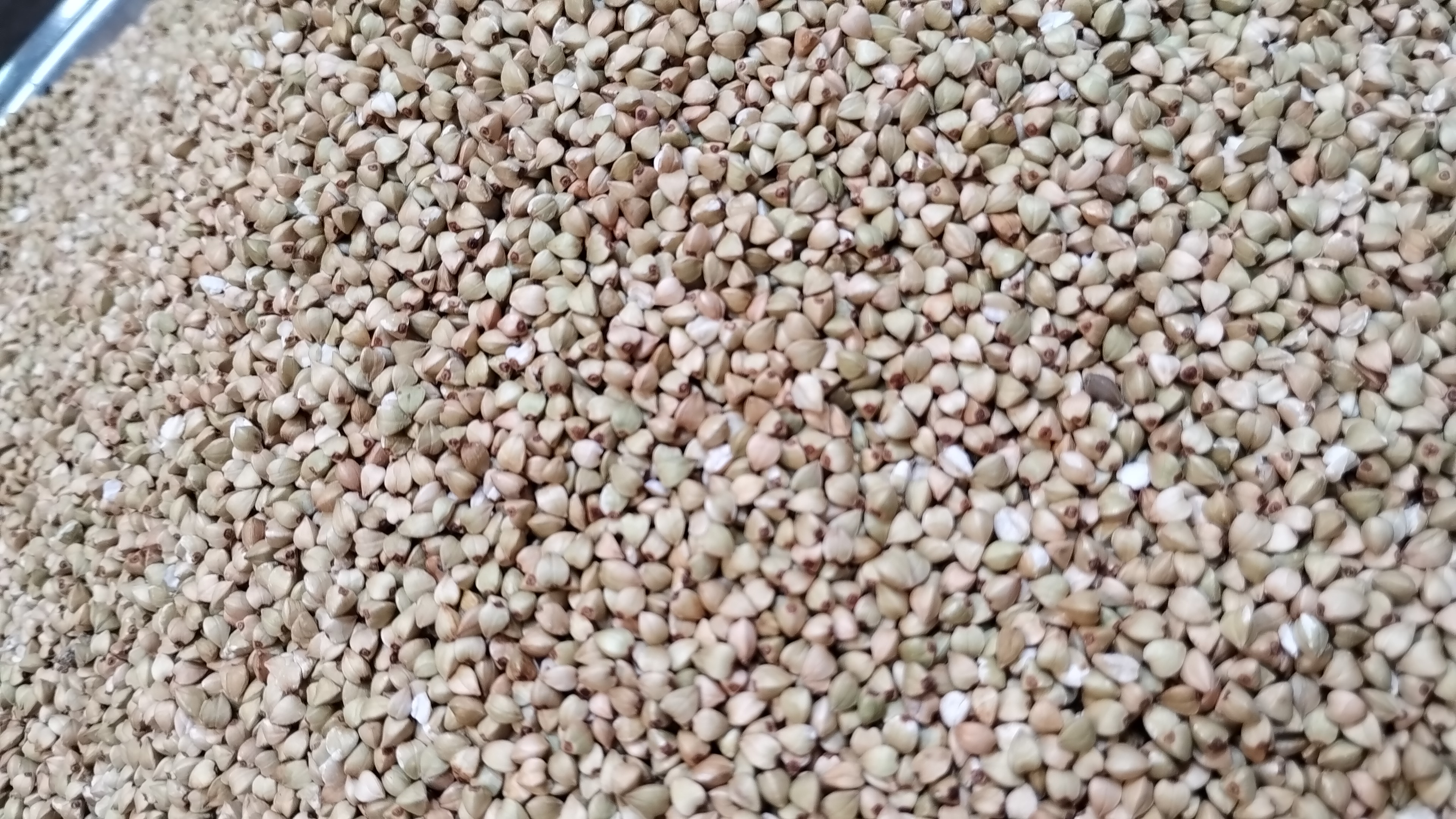 Kuttu Fafar Buckwheat