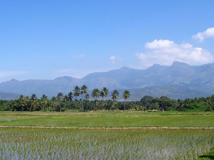 Chennai Megamalai Thekkady Kuttikkanam Vagamon Package 3N/4D