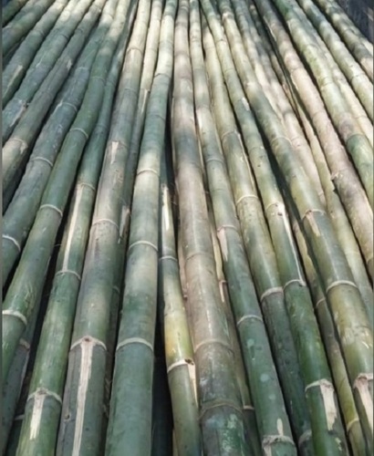 24 Feet Bullet Bamboo