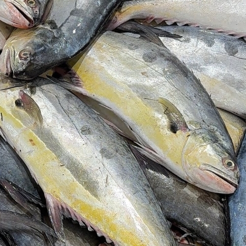 Vasai Pachubandar Fish