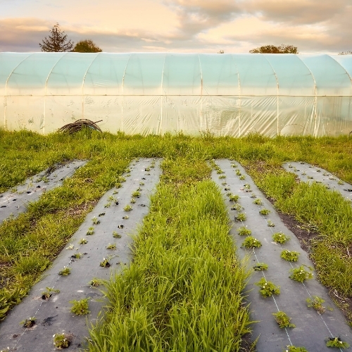 Polyhouse Farming