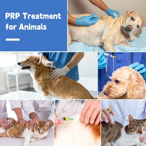 Prp For Animals And Dog And Cat Heal