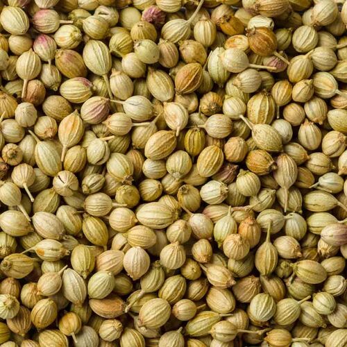Aromatic Spice Coriander Seeds - Shelf Life: 100