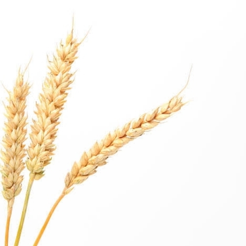 Wheat Grain