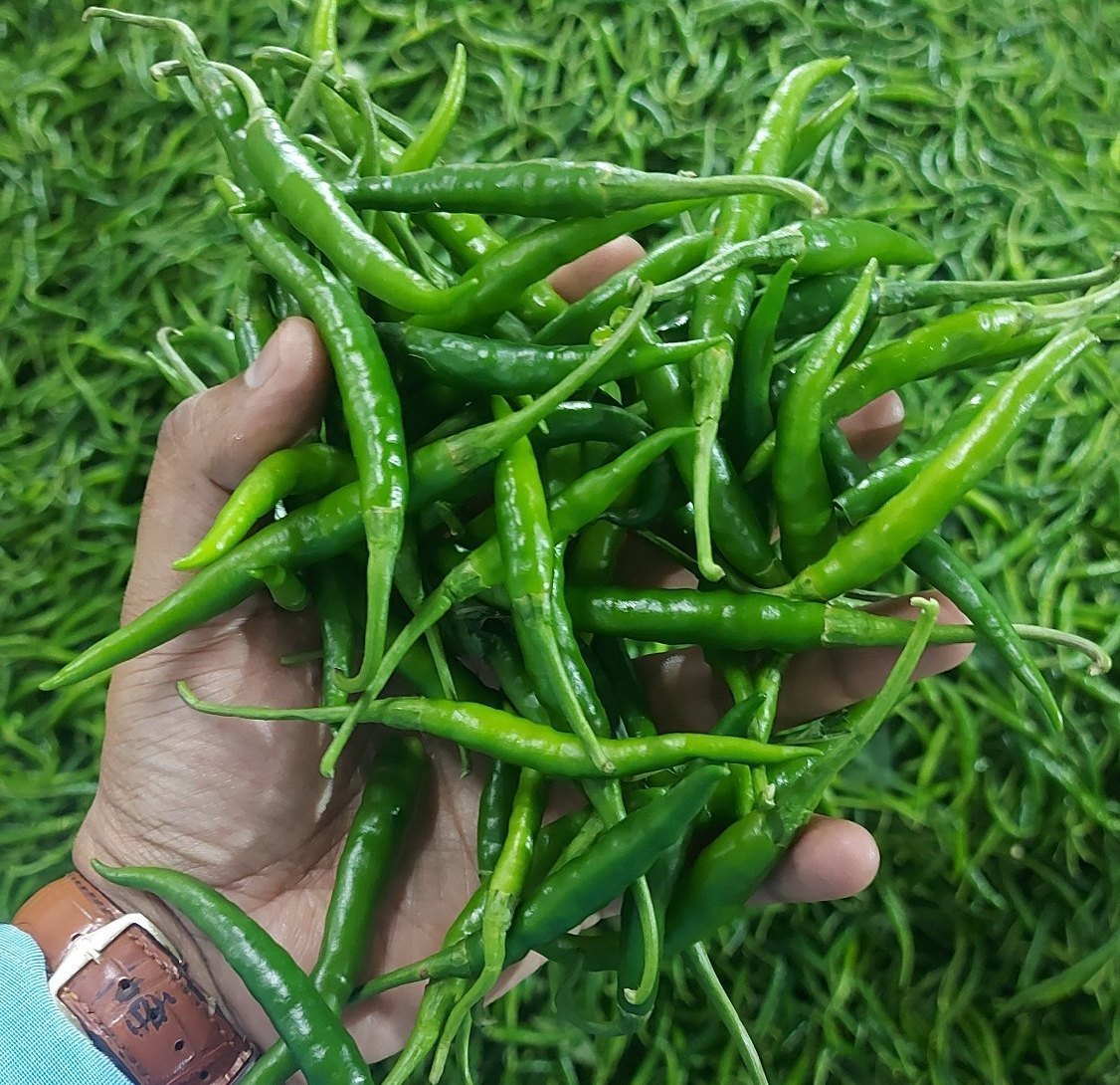 A Grade Export Quality G4 Fresh Green Chilli