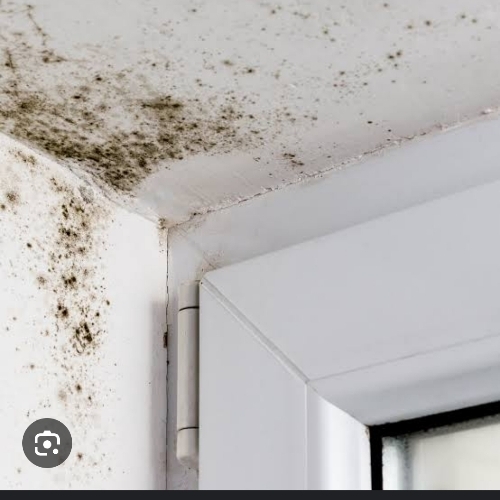 Mould..