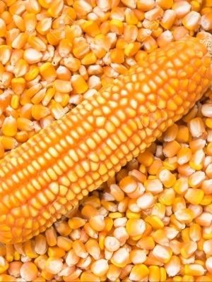 Yellow Maize