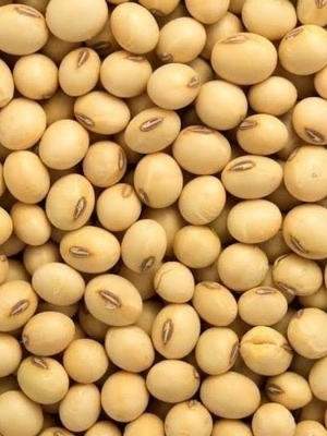 Soya Beans