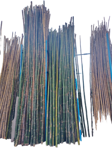 Bamboo Poles
