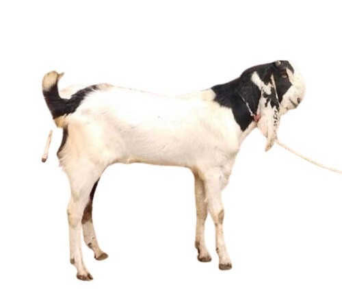 Beetal Goat