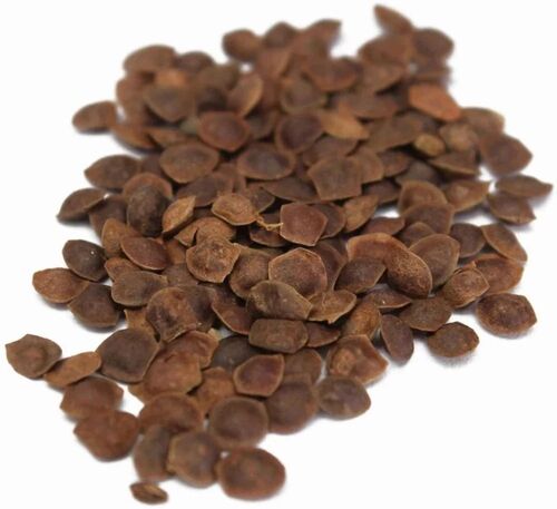 Dried Lajwanti Seeds