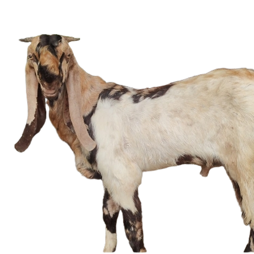 Jamnapari Goat