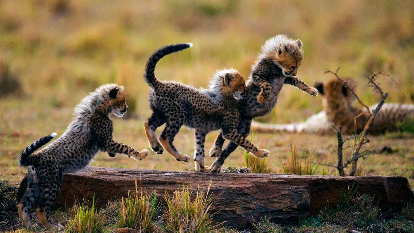 Trip to South Africa 4N 5D Travel Services