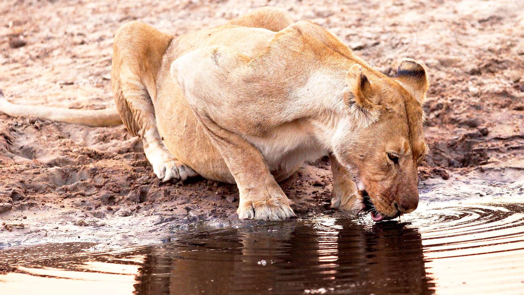 Honeymoon Trip To South Africa 3N 4D Travel Services