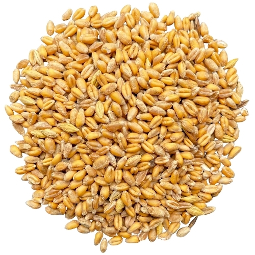Wheat Grain