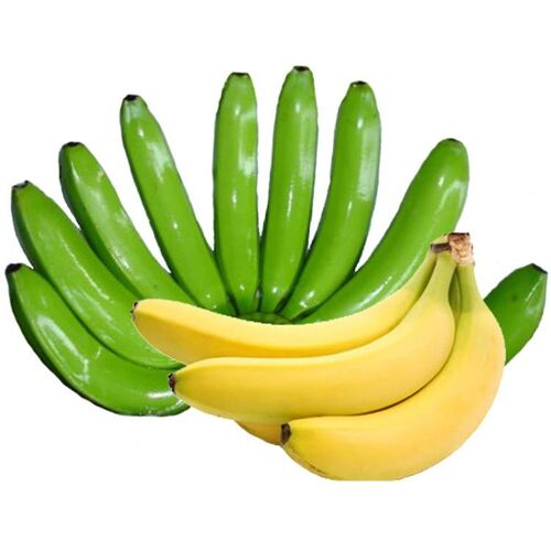 Raw Cavendish Banana