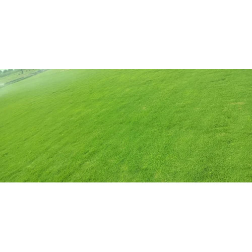 4ft Korean Natural Lawn Grass