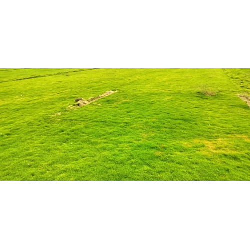 4mm Natural Lawn Grass Carpet