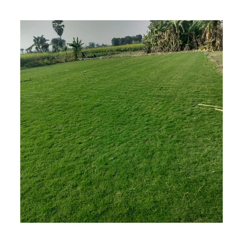 5ft Korean Natural Lawn Grass