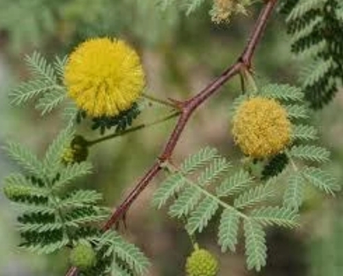 Acacia Arabica Extract