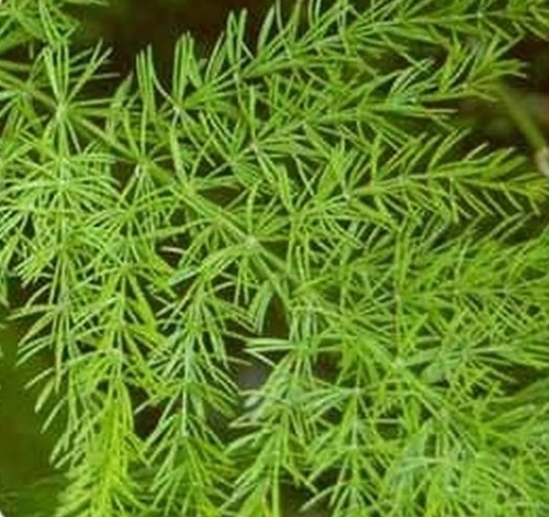 Asparagus Racemosus Root