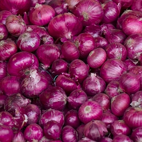 Fresh Red Onion