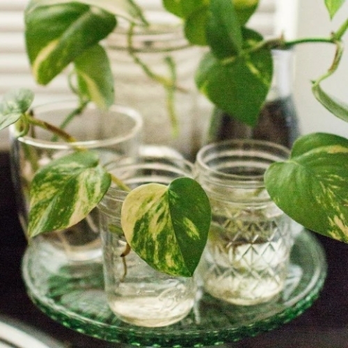 Houseplants
