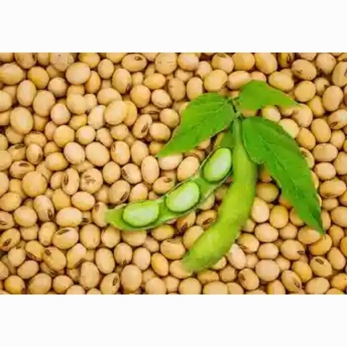 Soya Bean