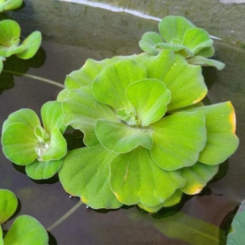 Water Plants Beautify