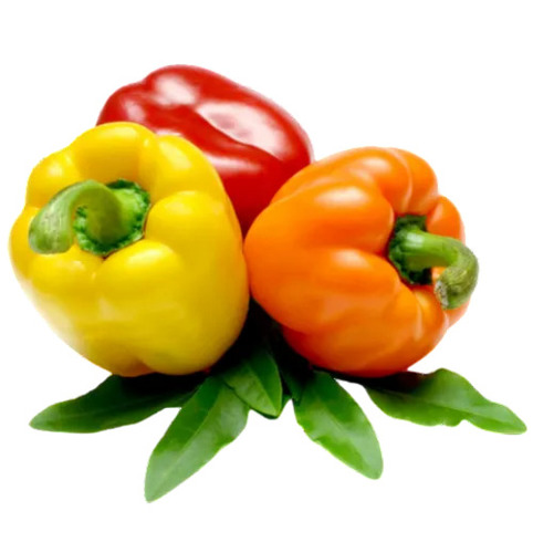 Fresh Capsicum
