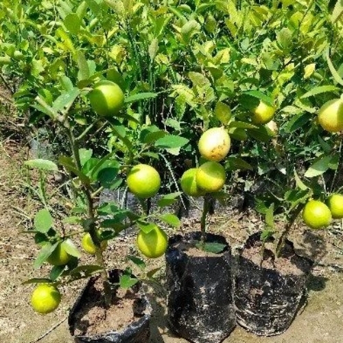 Kagzi Lemon Plant
