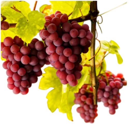 Red Grapes