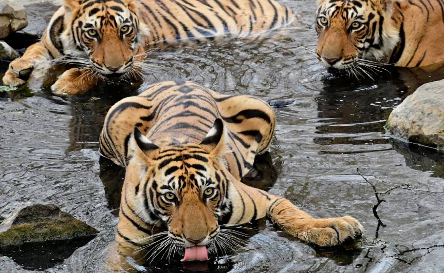 Ranthambore Jaipur Trip 3N 4D Travel Services