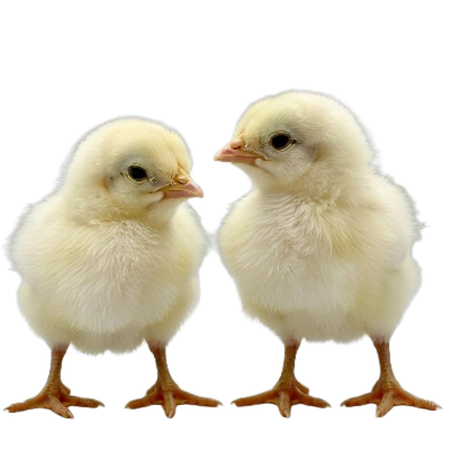 Broiler Chicks