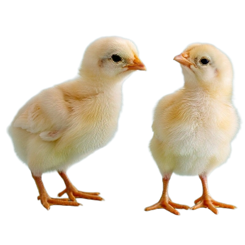 Poultry Farm Layer Chicks