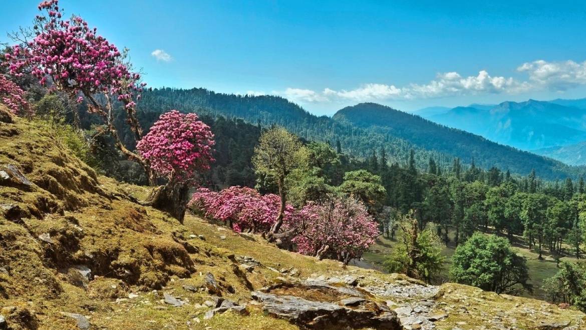 Almora With Nainital And Binsar Tour Package 4n 5d