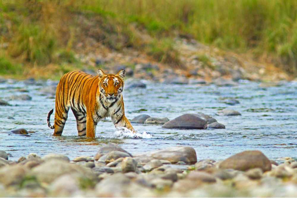 Jim Corbett Tour Package 1N 2D 2 Days