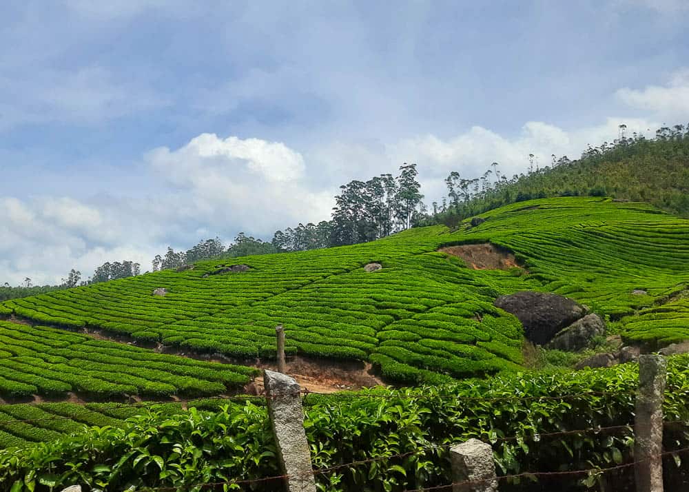 Munnar And Thekkady 03 Nights 04 Days 02 Nights Travel Services