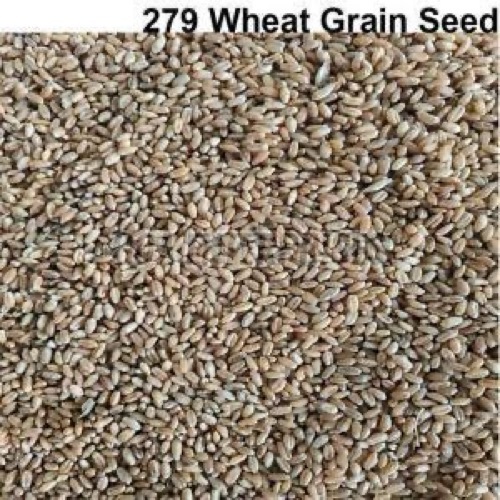 Light-Brown Wheat Grain Seeds