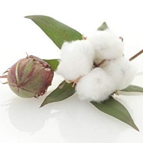 Cotton Seed Crops