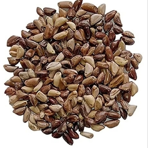 Fodder Seeds