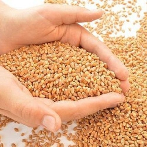Organic Wheat Grain