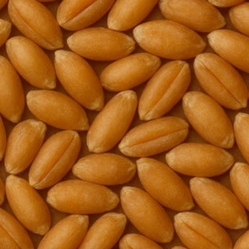 Wheat Grain