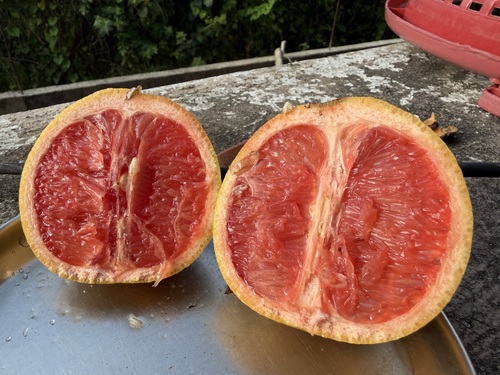 Pomelo Red