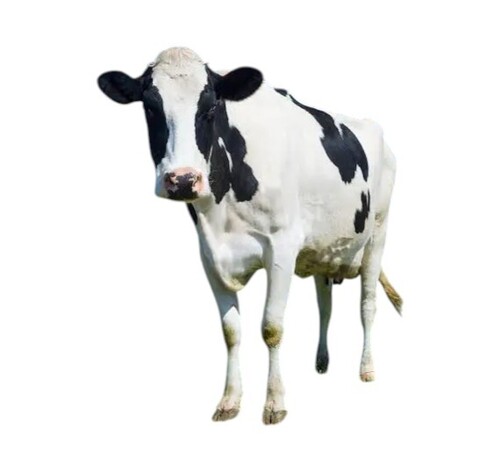Hf Cow
