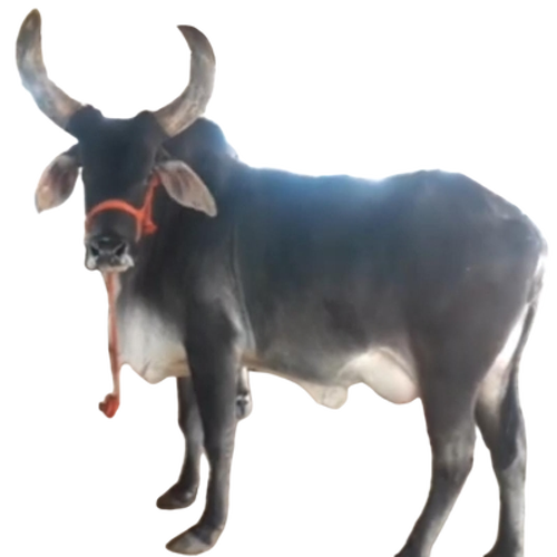 Kankrej Cow