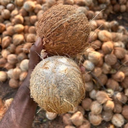 Mature Coconut