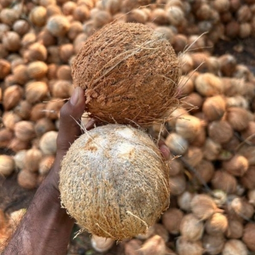 Semi Husked Coconuts By Pollachi Tender Coco