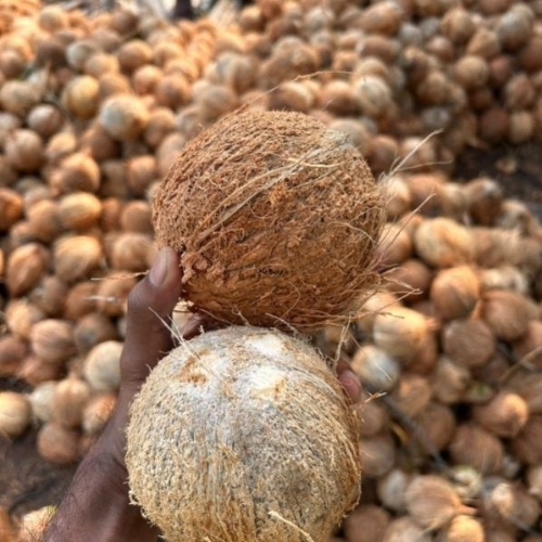 Thick Kernel Pollachi Coconut