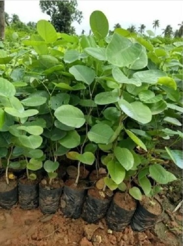 Red Sandalwood Plant